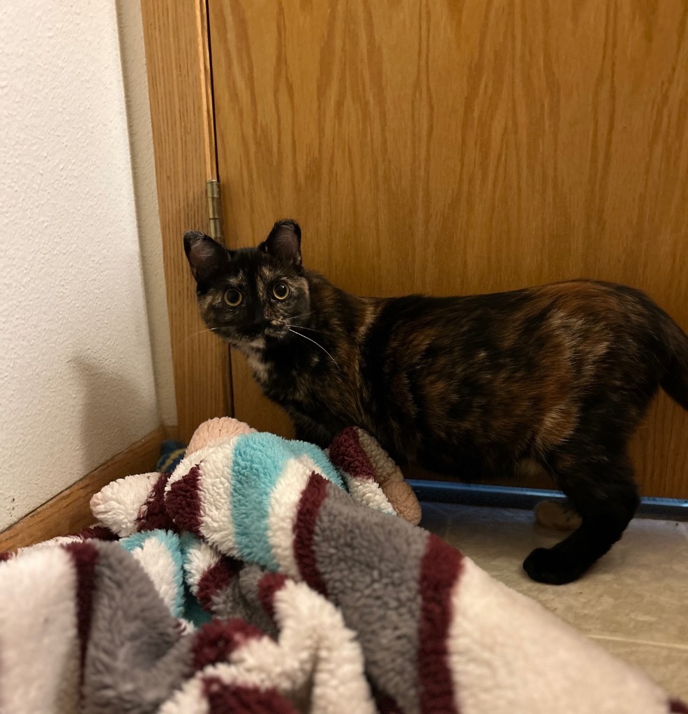 Owl, an adoptable Domestic Short Hair in Minot, ND, 58702 | Photo Image 4