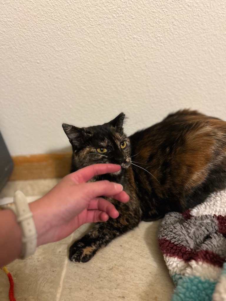Owl, an adoptable Domestic Short Hair in Minot, ND, 58702 | Photo Image 6