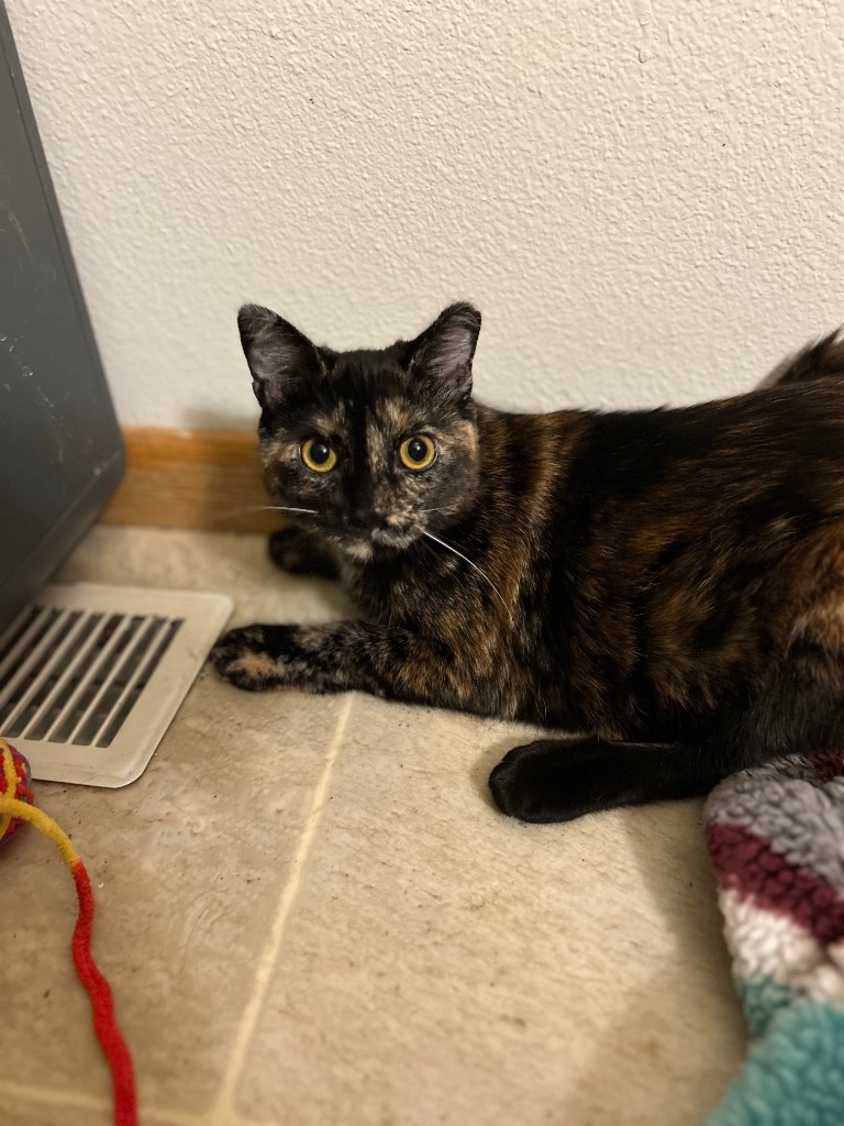 Owl, an adoptable Domestic Short Hair in Minot, ND, 58702 | Photo Image 6