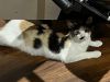 Prissy photo 2