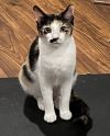 Prissy photo 3