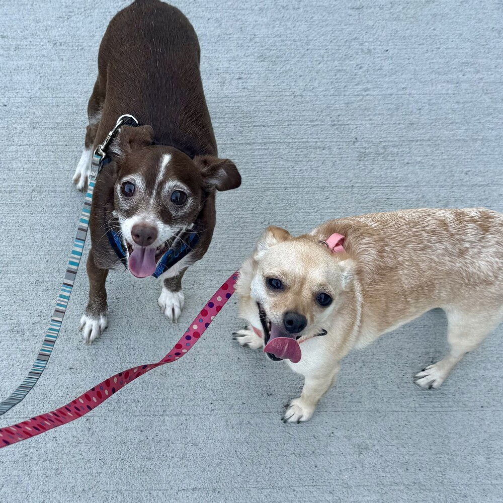 Papi+ and Chloe(bonded)~