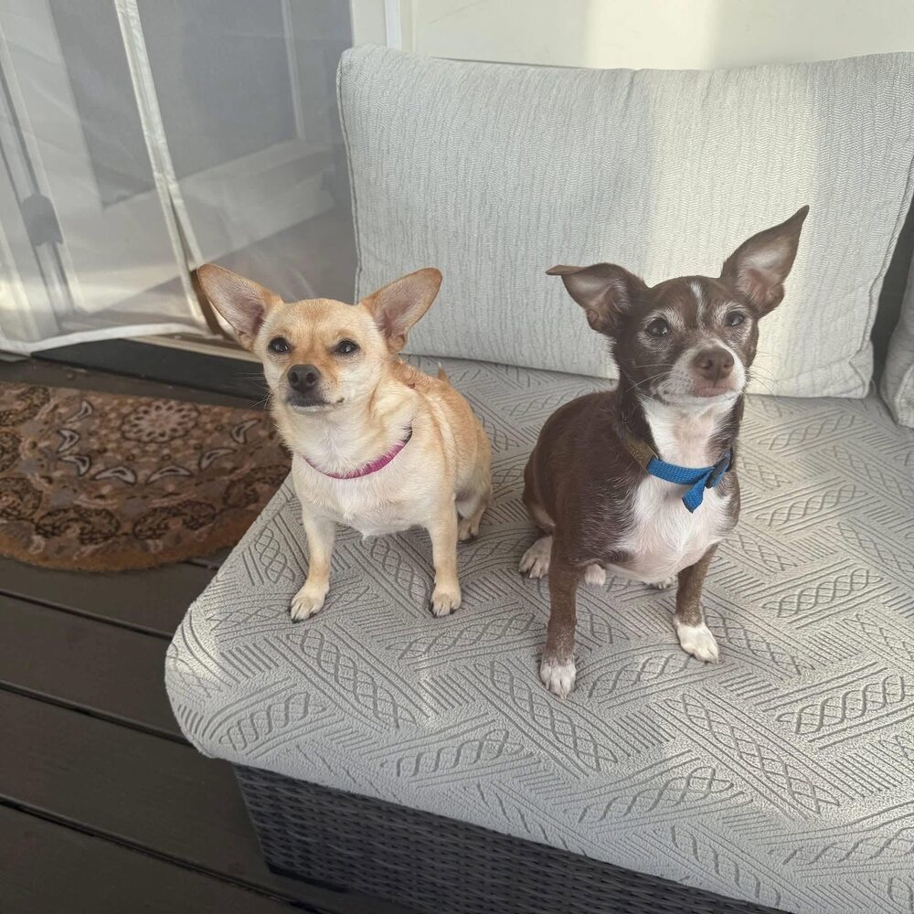 Papi+ and Chloe(bonded)~
