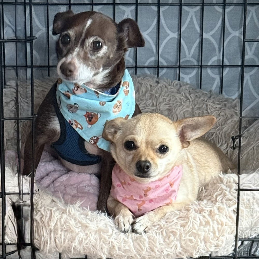 Papi+ and Chloe(bonded)~