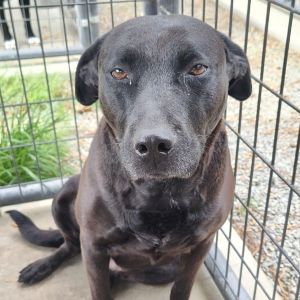 Bailey, Adult Female Labrador Retriever