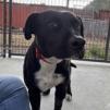 Dixie, Adult Female Black Labrador Retriever