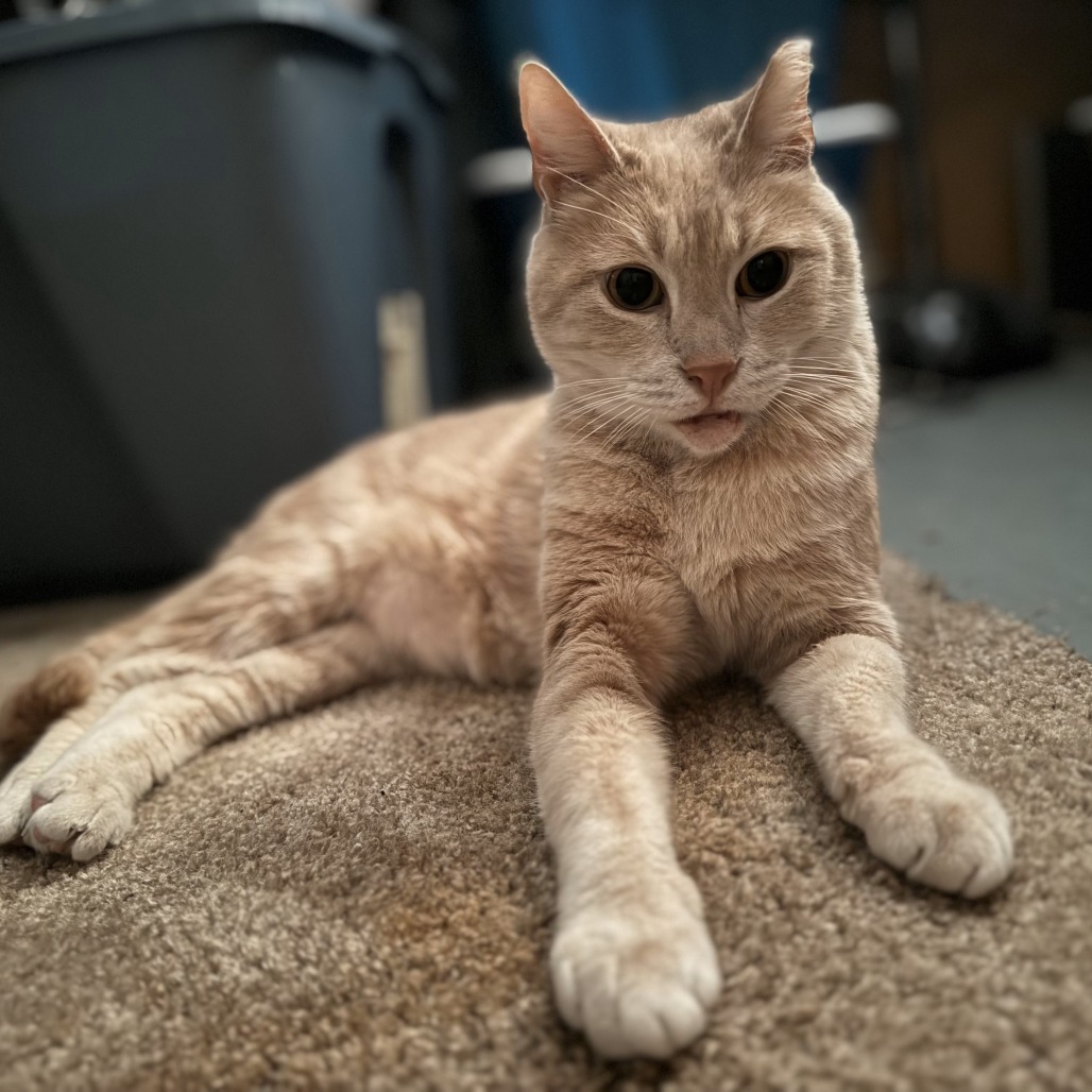 Finn
