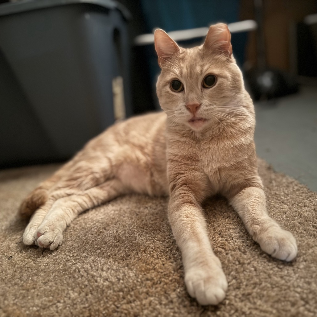 Finn