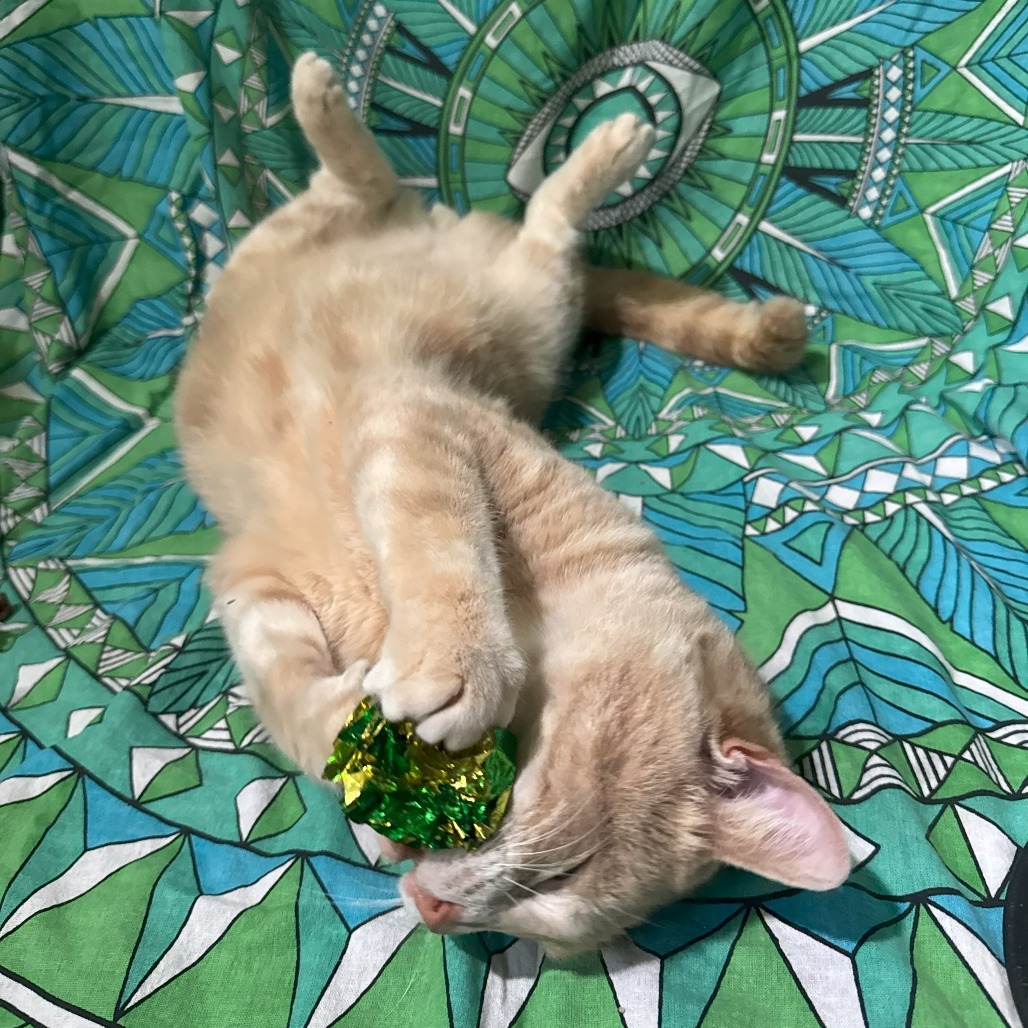 Finn