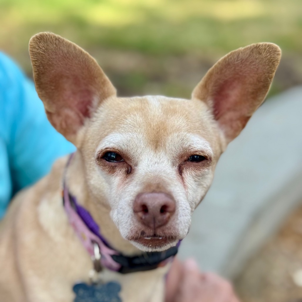 Dora(828)- Chino Hills Location