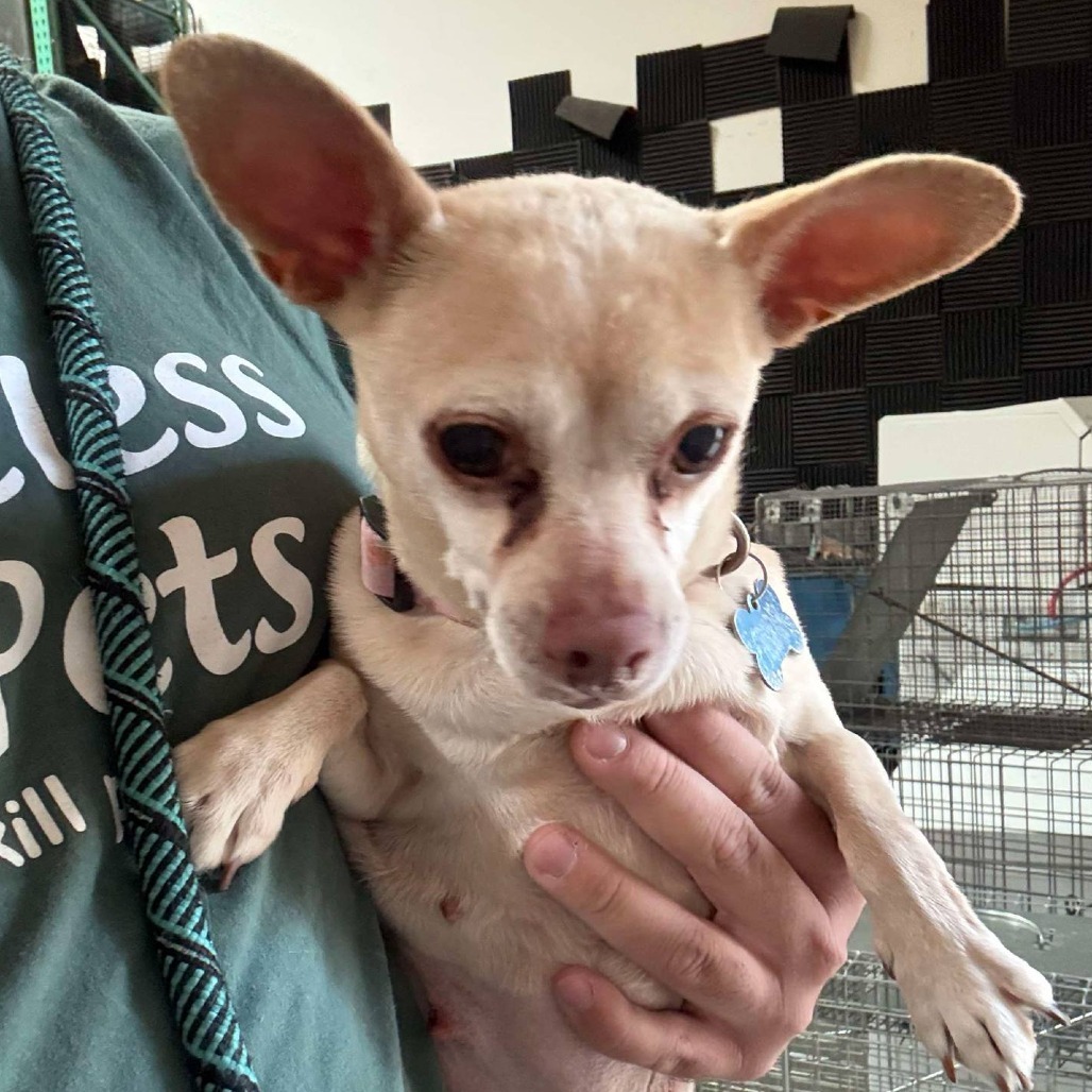 Dora(828)- Chino Hills Location