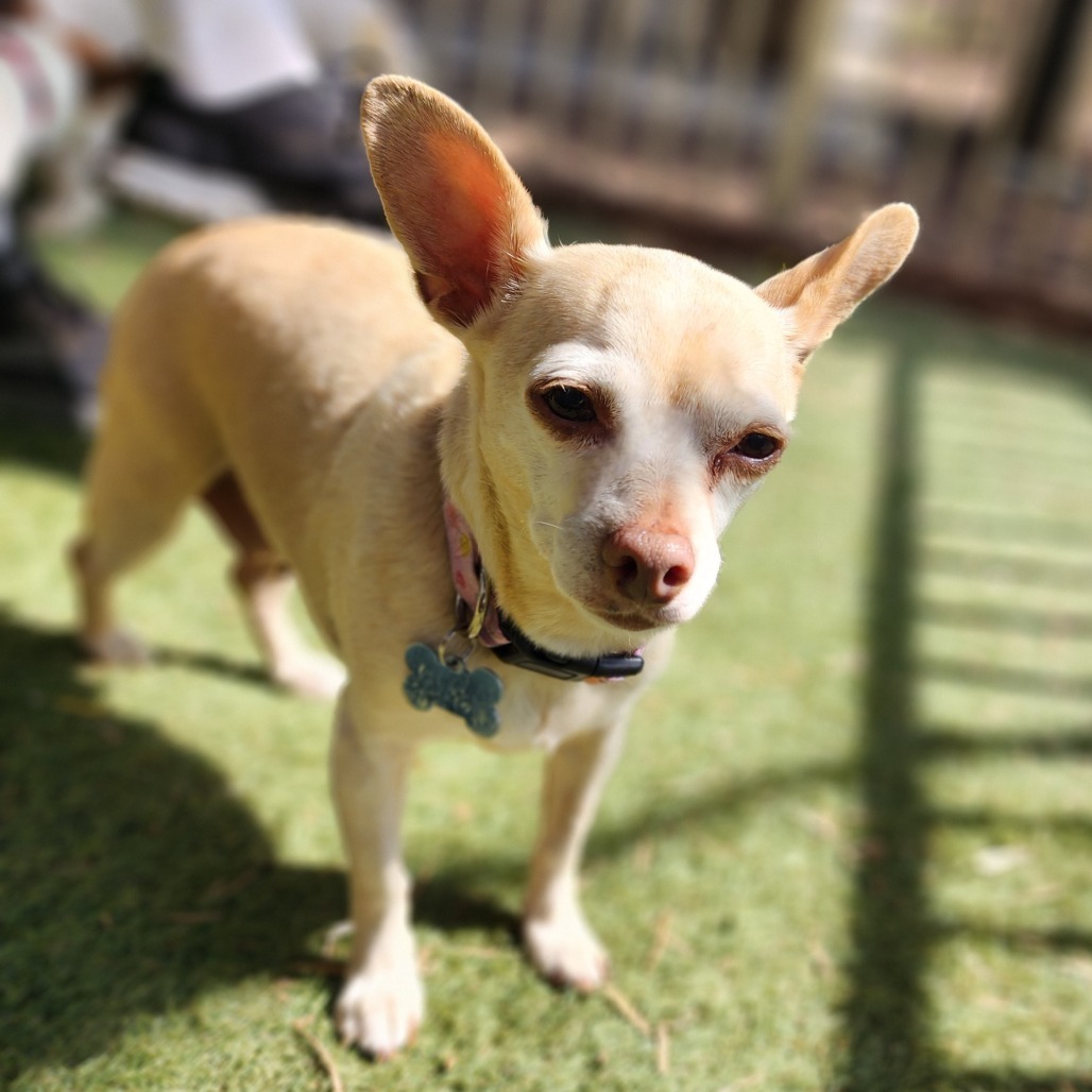 Dora(828)- Chino Hills Location
