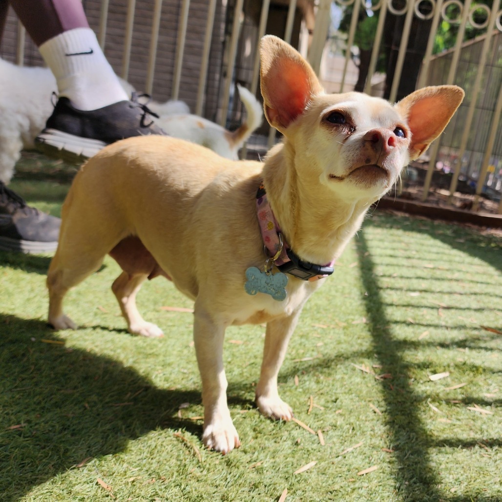 Dora(828)- Chino Hills Location