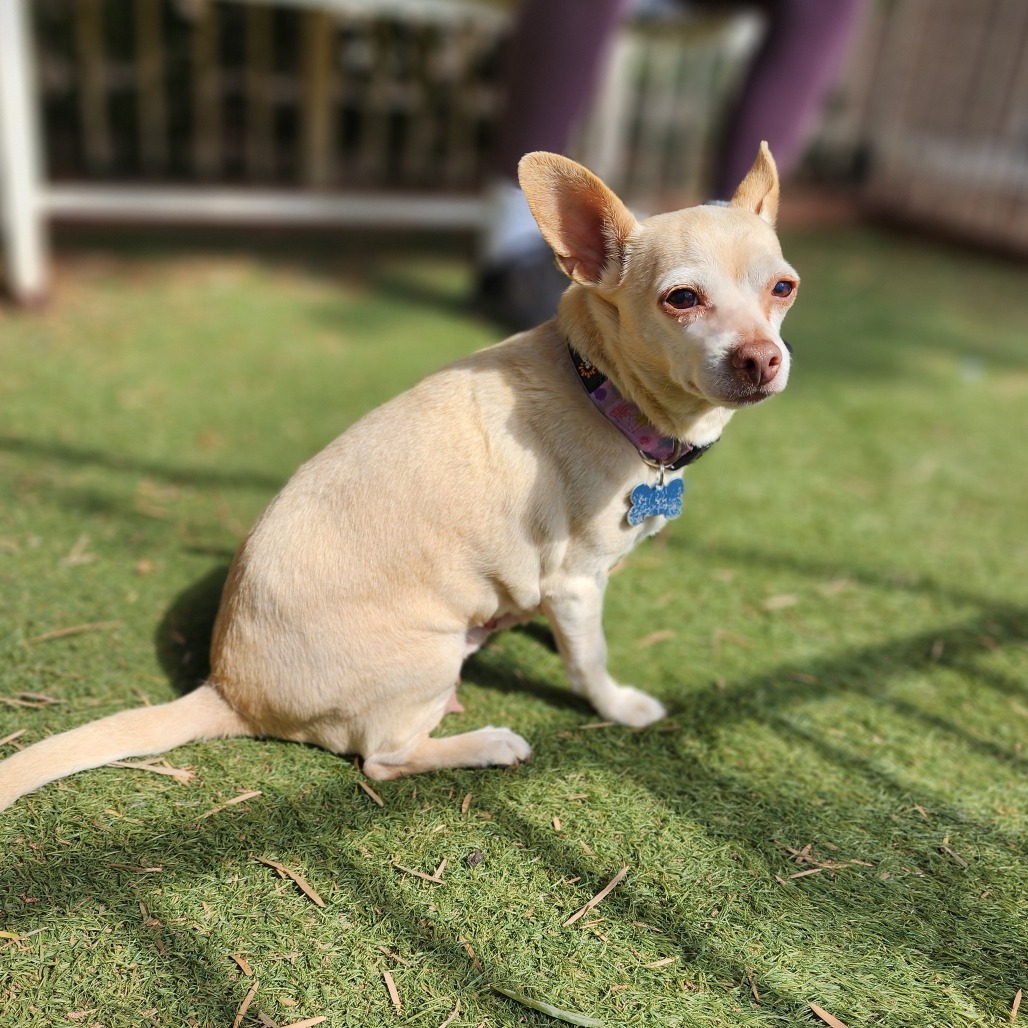 Dora(828)- Chino Hills Location