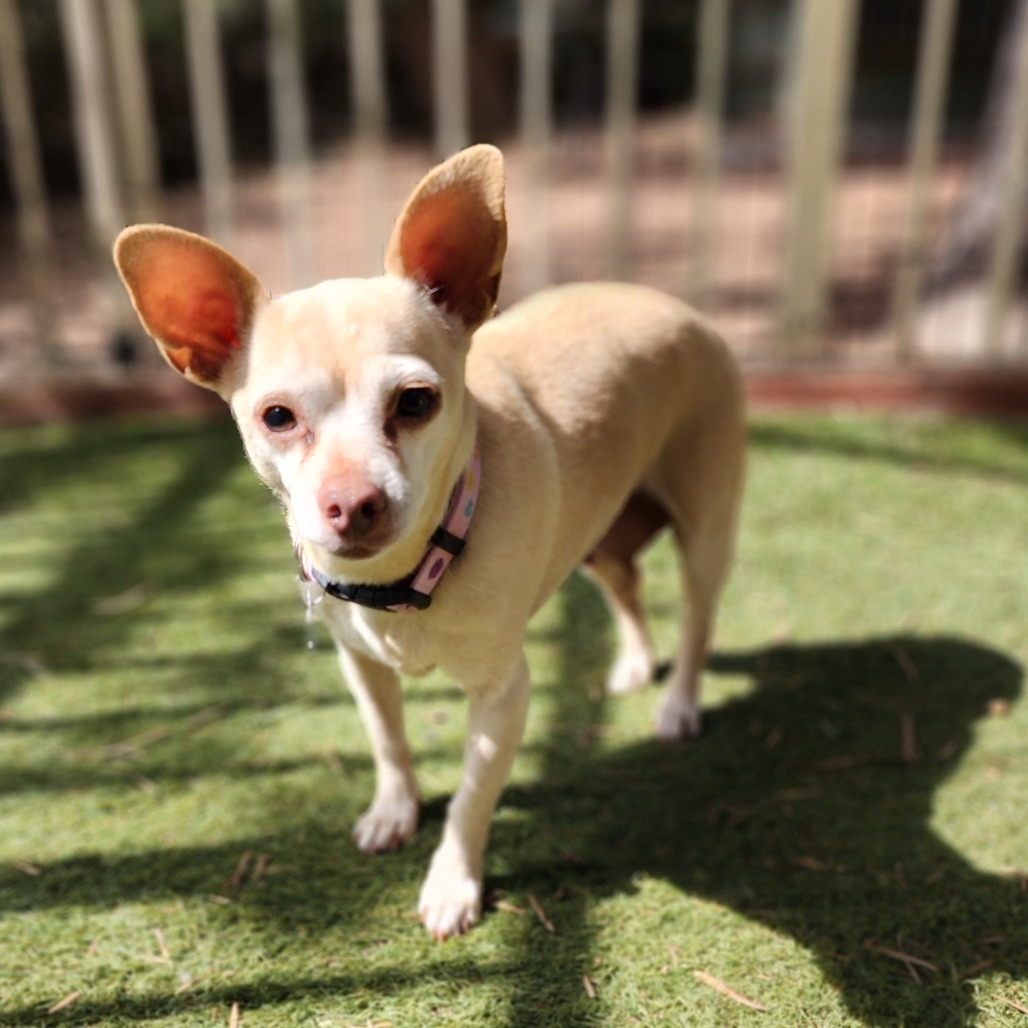 Dora(828)- Chino Hills Location