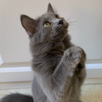 Wilabee, Adult Female Domestic Short Hair