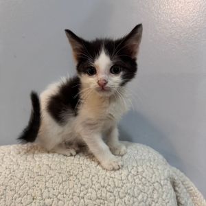 Peppa, Baby Female Domestic Short Hair