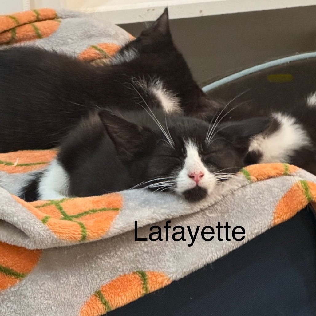 Lafayette