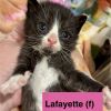 Lafayette photo 2
