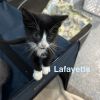 Lafayette photo 3