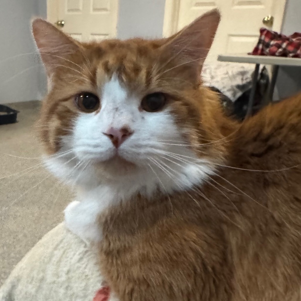 Fluffer