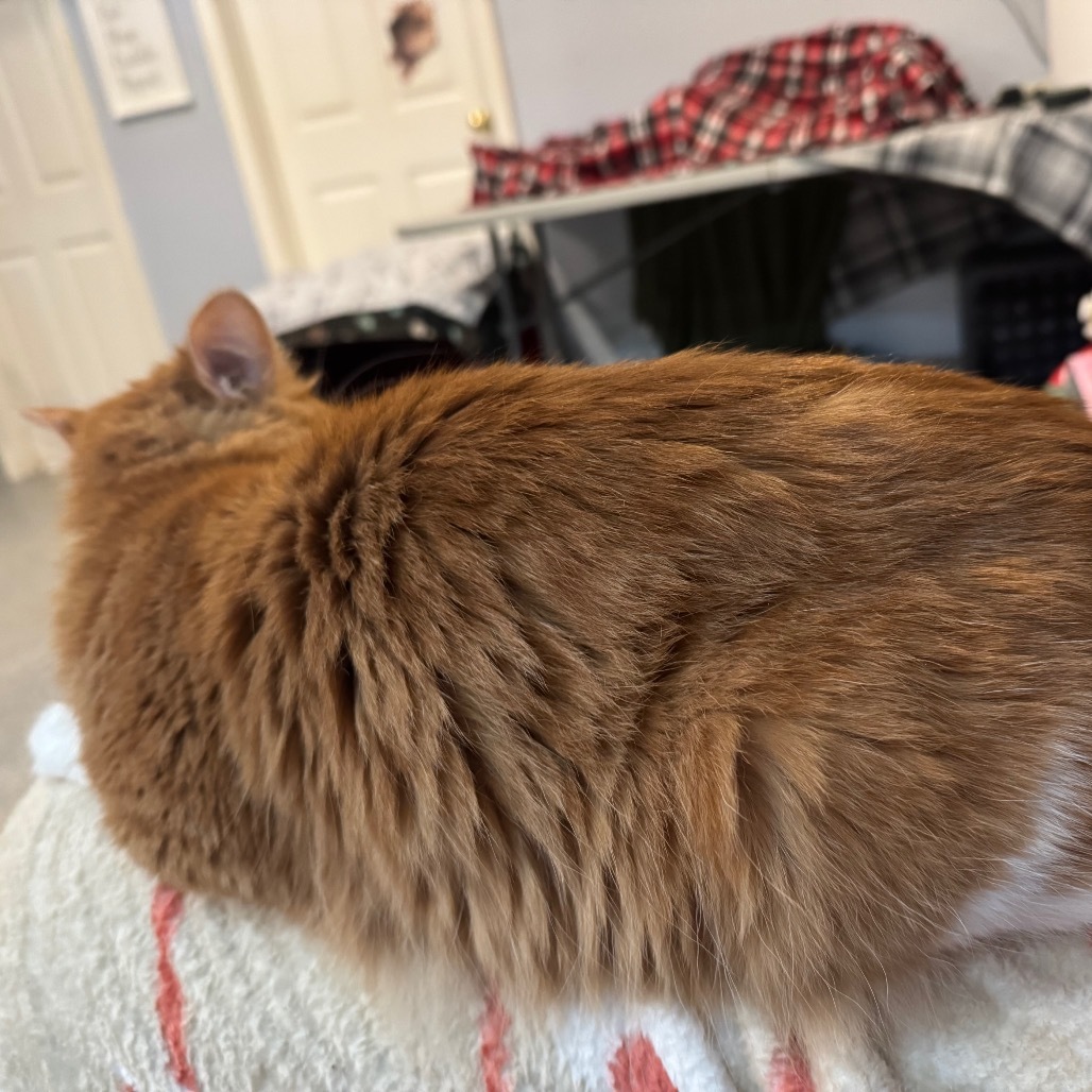 Fluffer