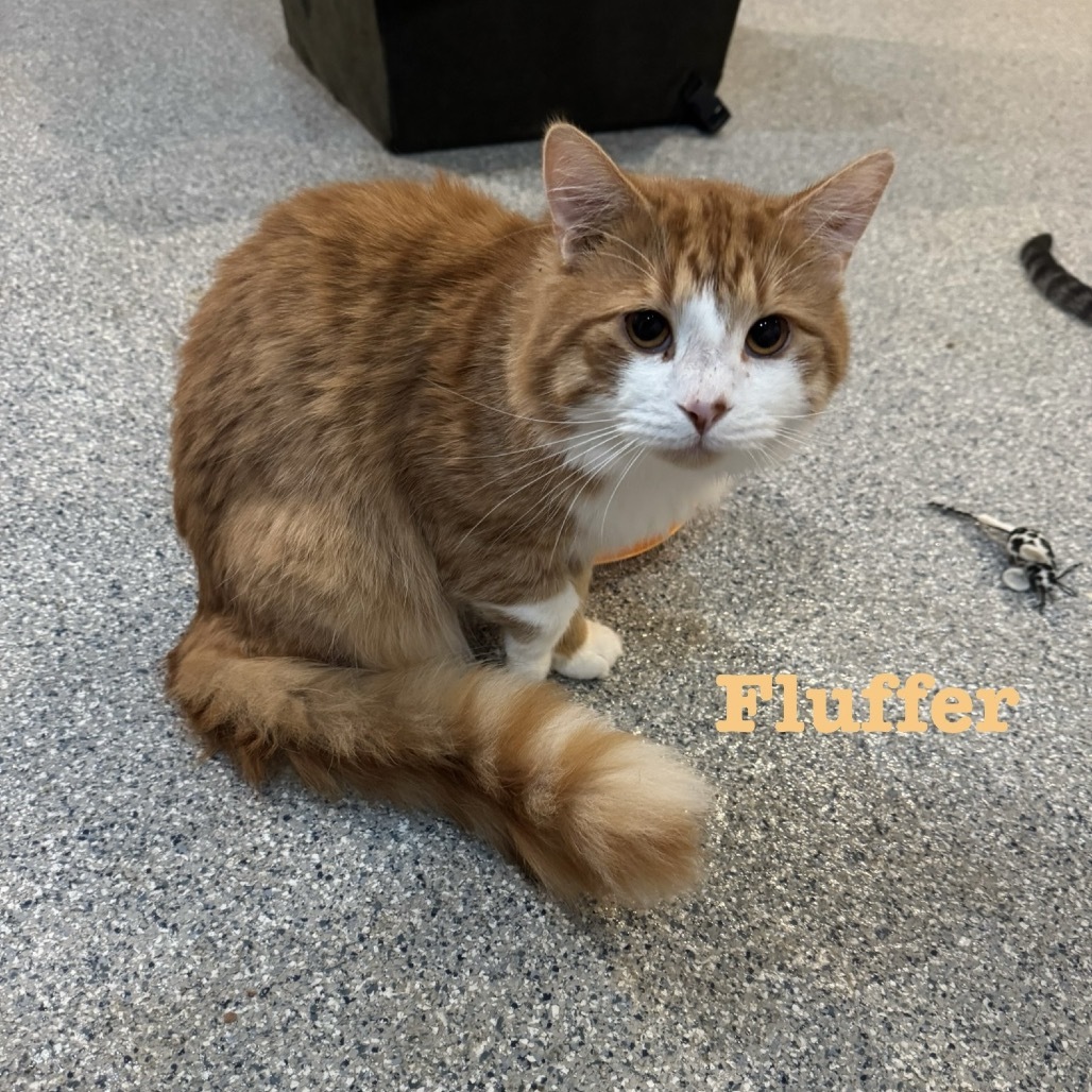 Fluffer