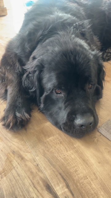 Sarge