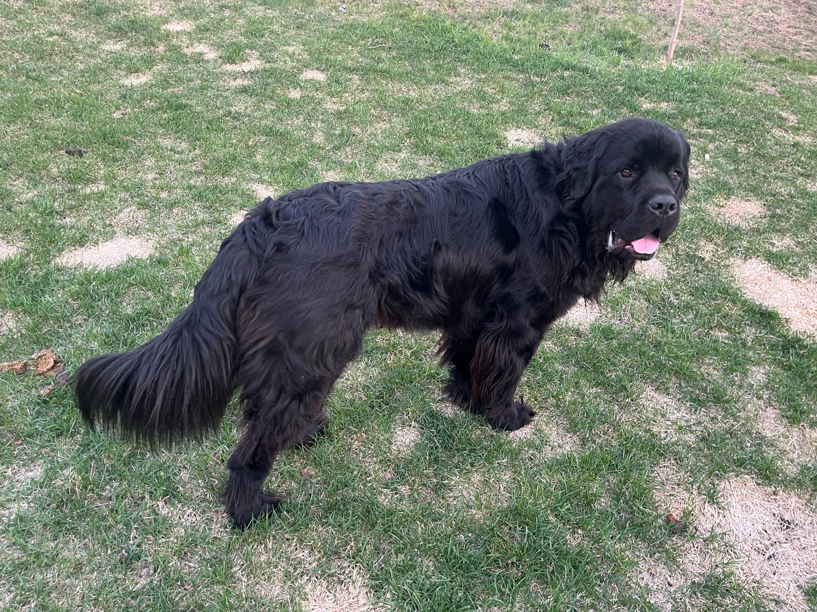 Sarge
