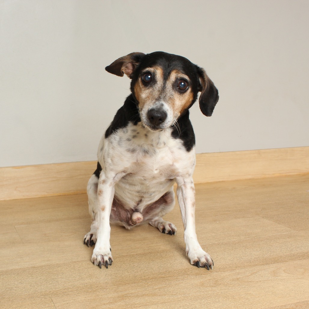 Dobby D64648