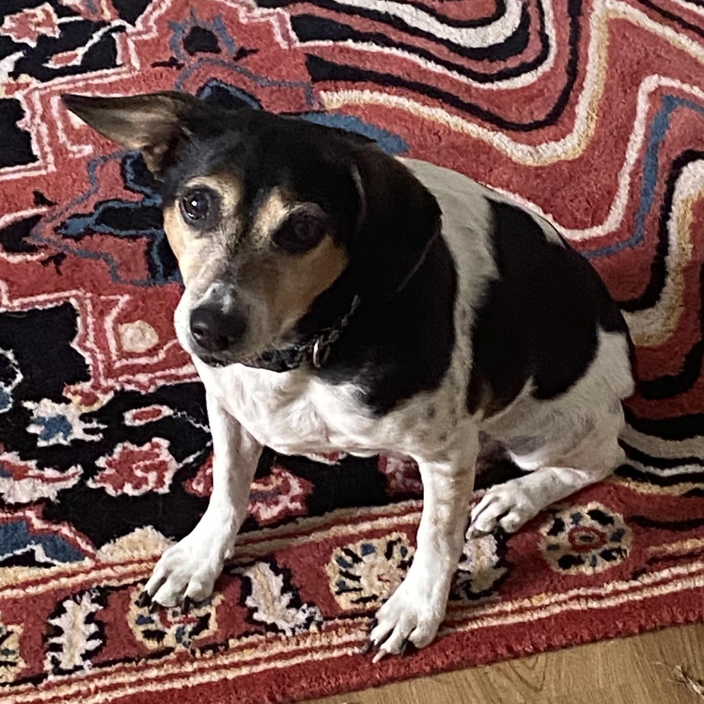 Dobby D64648