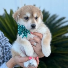 Shamrock