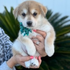 Shamrock