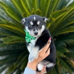 Emerald