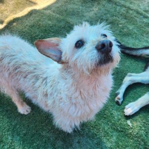 Dobby, Adult Male unknown