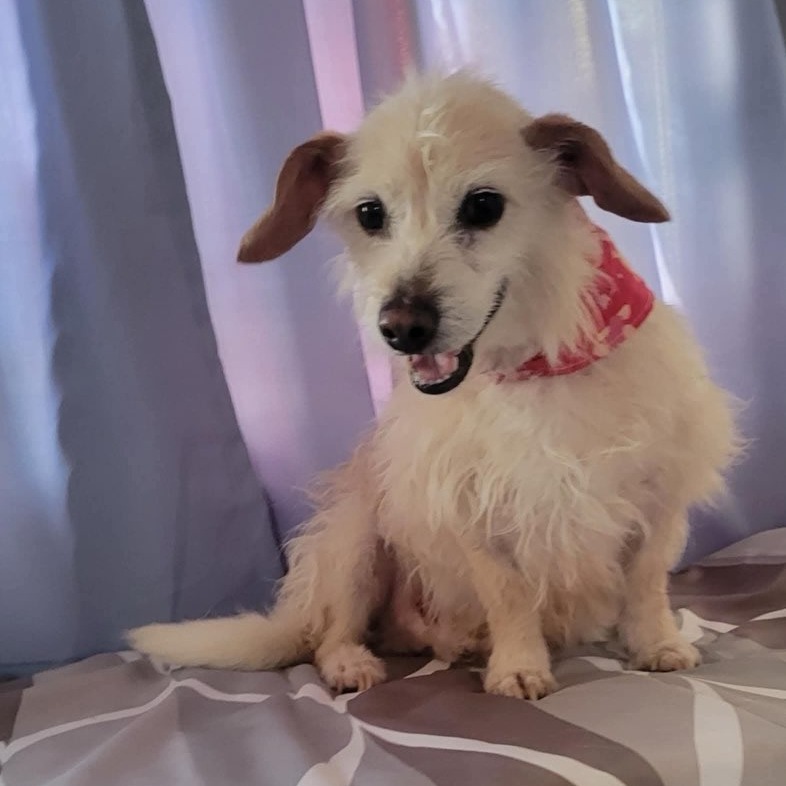 Dobby