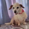 Dobby photo 5