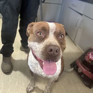 Upgrayedd, Adult Male Mixed Breed