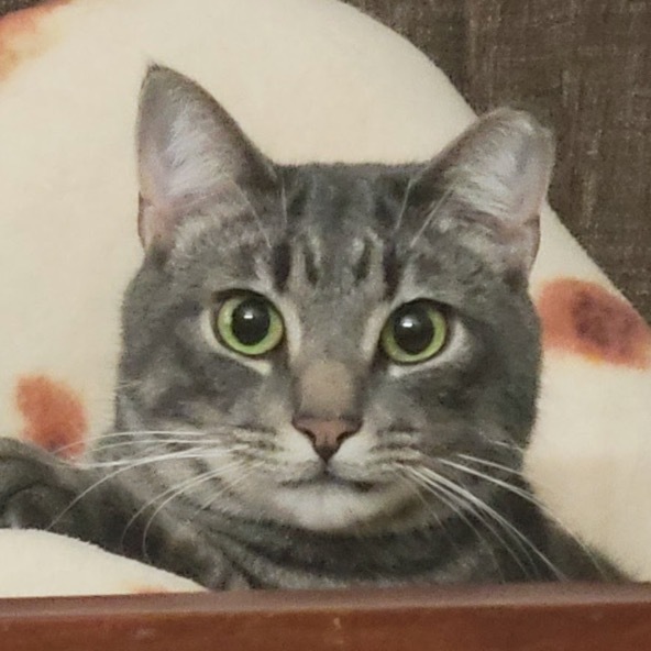 Loki Walinski
