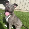 Jellybean photo 3