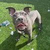 Jellybean photo 5