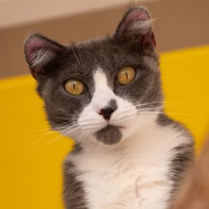 Misty, Adult Female Domestic Short Hair