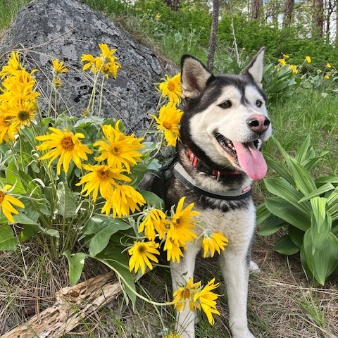 Mina, an adoptable Alaskan Malamute, Mixed Breed in Cashmere, WA, 98815 | Photo Image 1