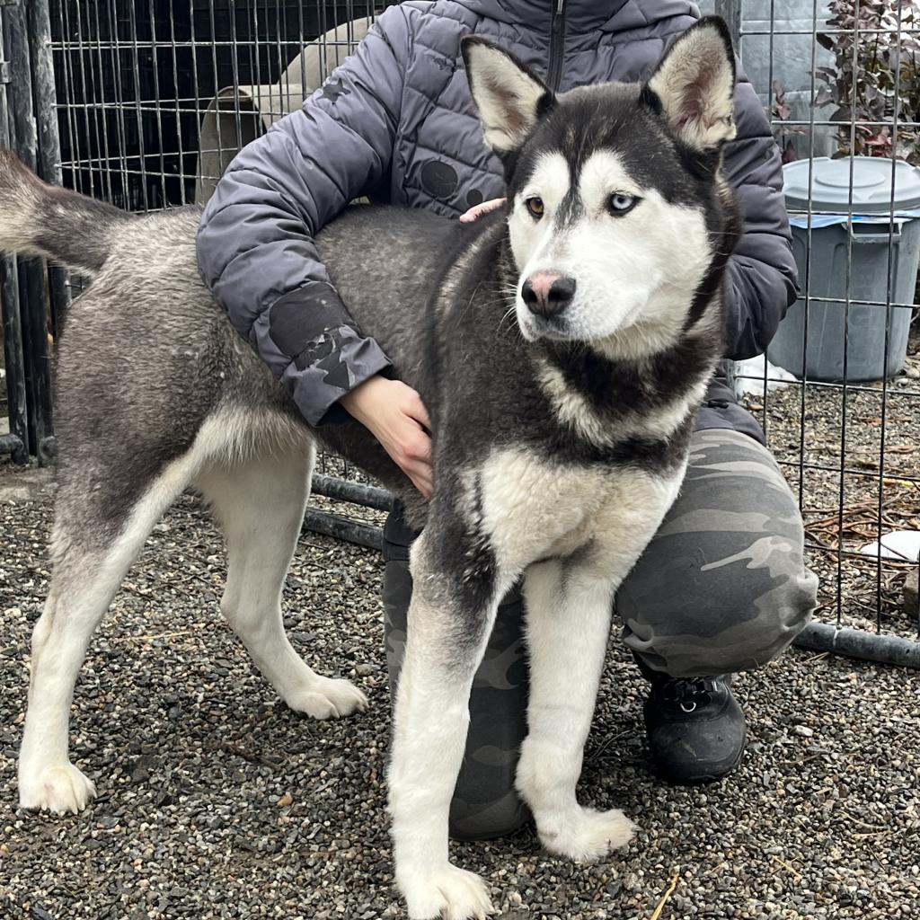 Mina, an adoptable Alaskan Malamute, Mixed Breed in Cashmere, WA, 98815 | Photo Image 3