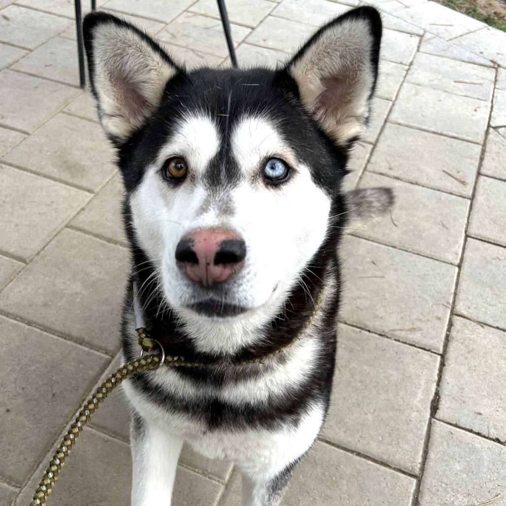 Mina, an adoptable Alaskan Malamute, Mixed Breed in Cashmere, WA, 98815 | Photo Image 4