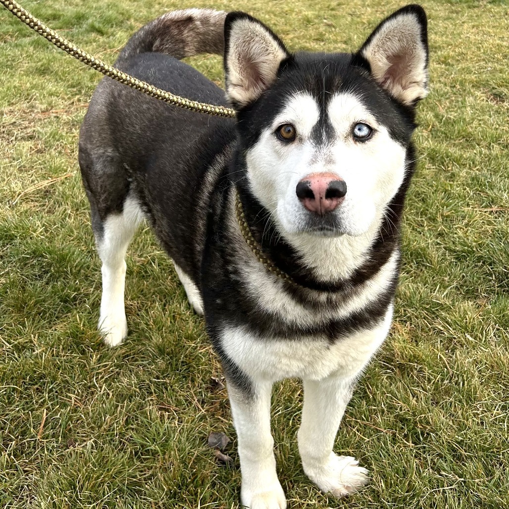 Mina, an adoptable Alaskan Malamute, Mixed Breed in Cashmere, WA, 98815 | Photo Image 5