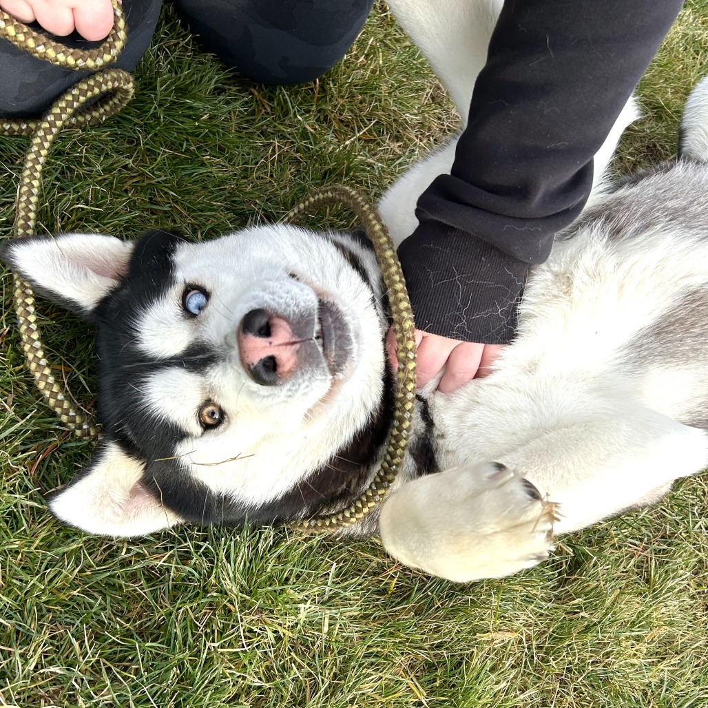 Mina, an adoptable Alaskan Malamute, Mixed Breed in Cashmere, WA, 98815 | Photo Image 6