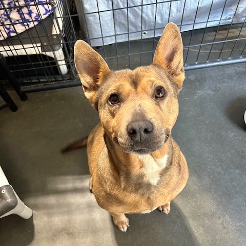 Phoebe, an adoptable Mixed Breed in Cashmere, WA, 98815 | Photo Image 1