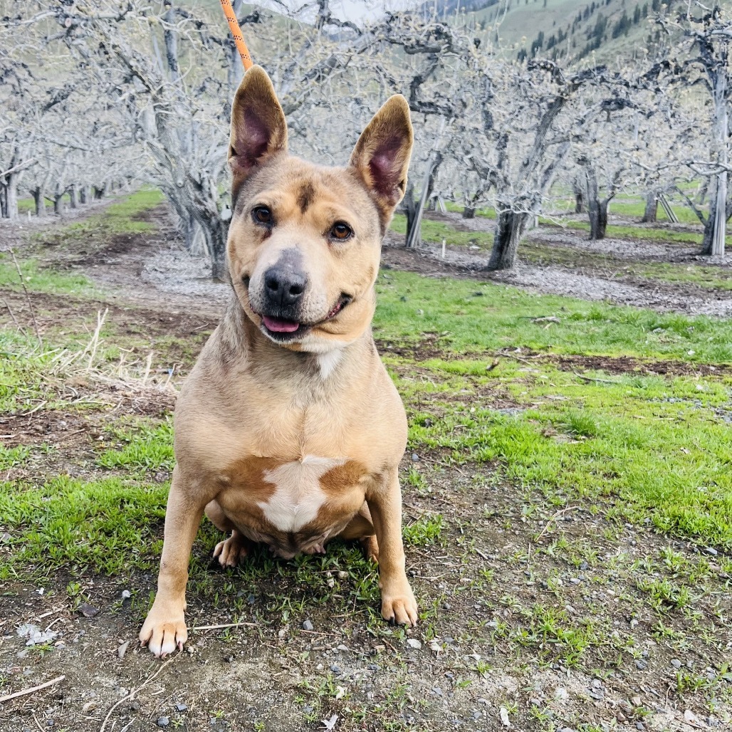 Phoebe, an adoptable Mixed Breed in Cashmere, WA, 98815 | Photo Image 2