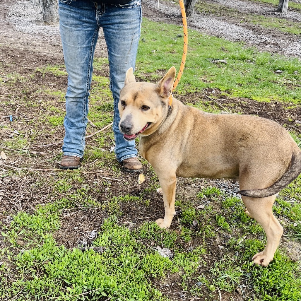 Phoebe, an adoptable Mixed Breed in Cashmere, WA, 98815 | Photo Image 3